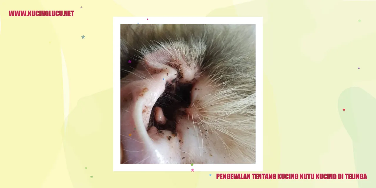 Gambar kutu kucing di telinga