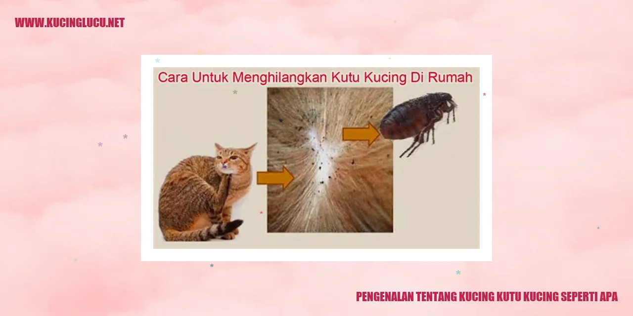 kucing kutu kucing