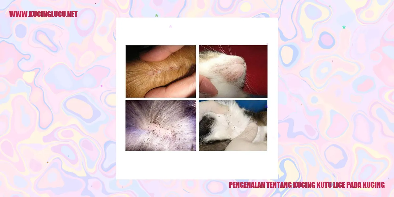 Gambar seekor kucing dengan lice kutu