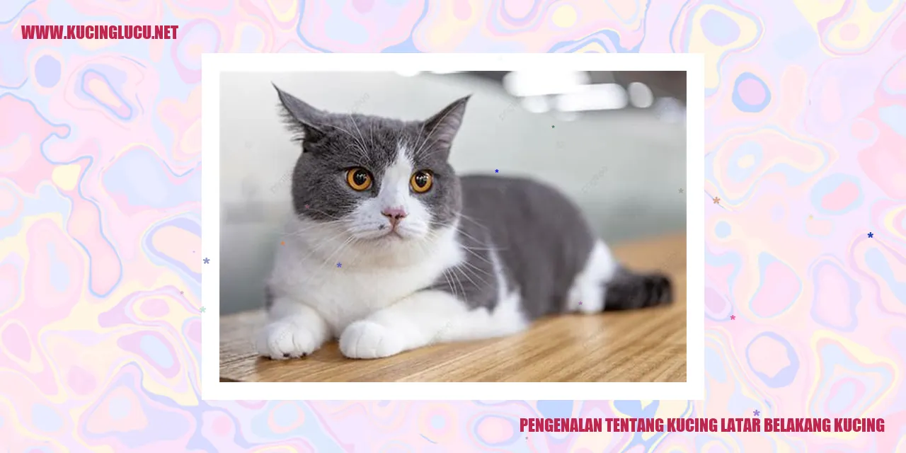 Kucing
