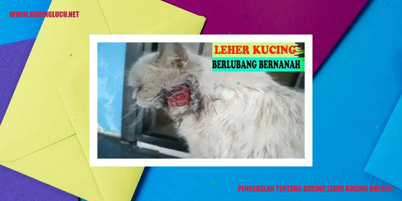Kucing leher kucing bolong
