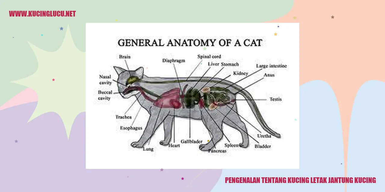 Gambar Kucing