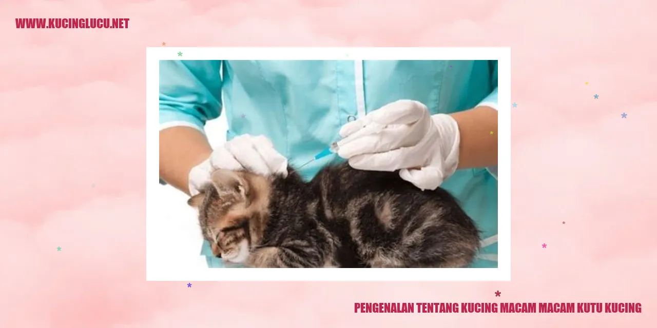 Gambar Kucing dan Kutu Kucing