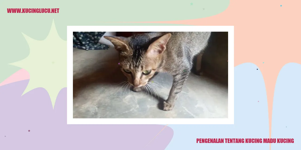 Kucing manis madu