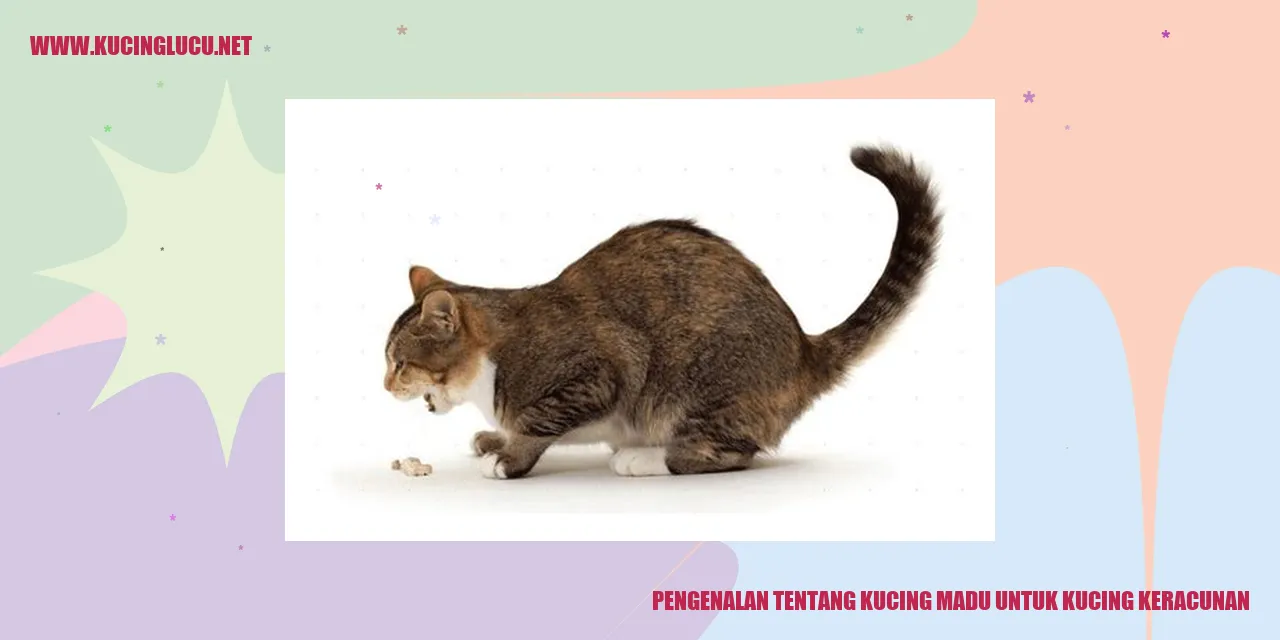 Gambar Kucing Madu