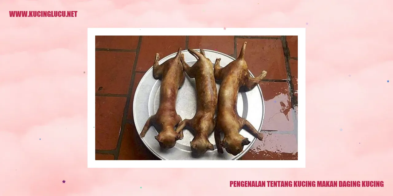 Gambar Kucing Makan Daging