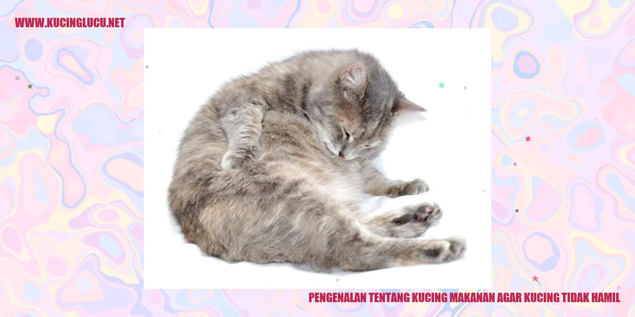Kucing makanan agar kucing tidak hamil