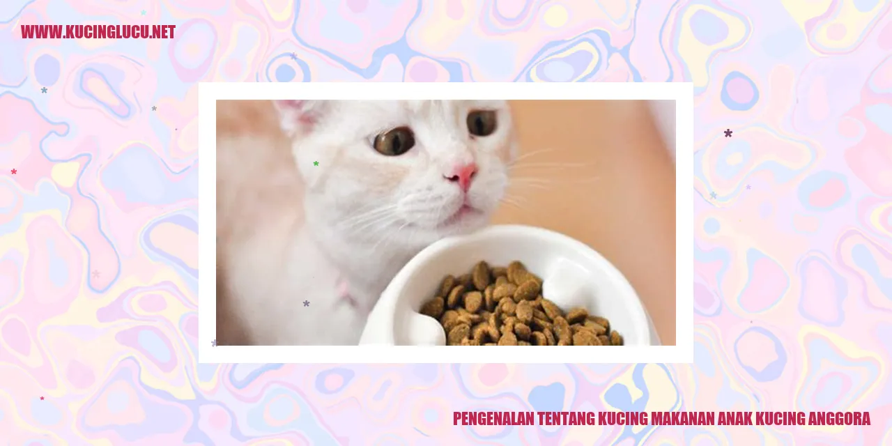 gambar kucing anggora