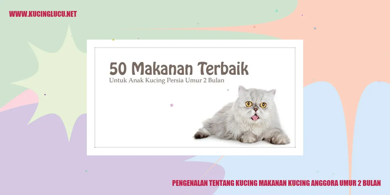 Kucing Anggora Umur 2 Bulan