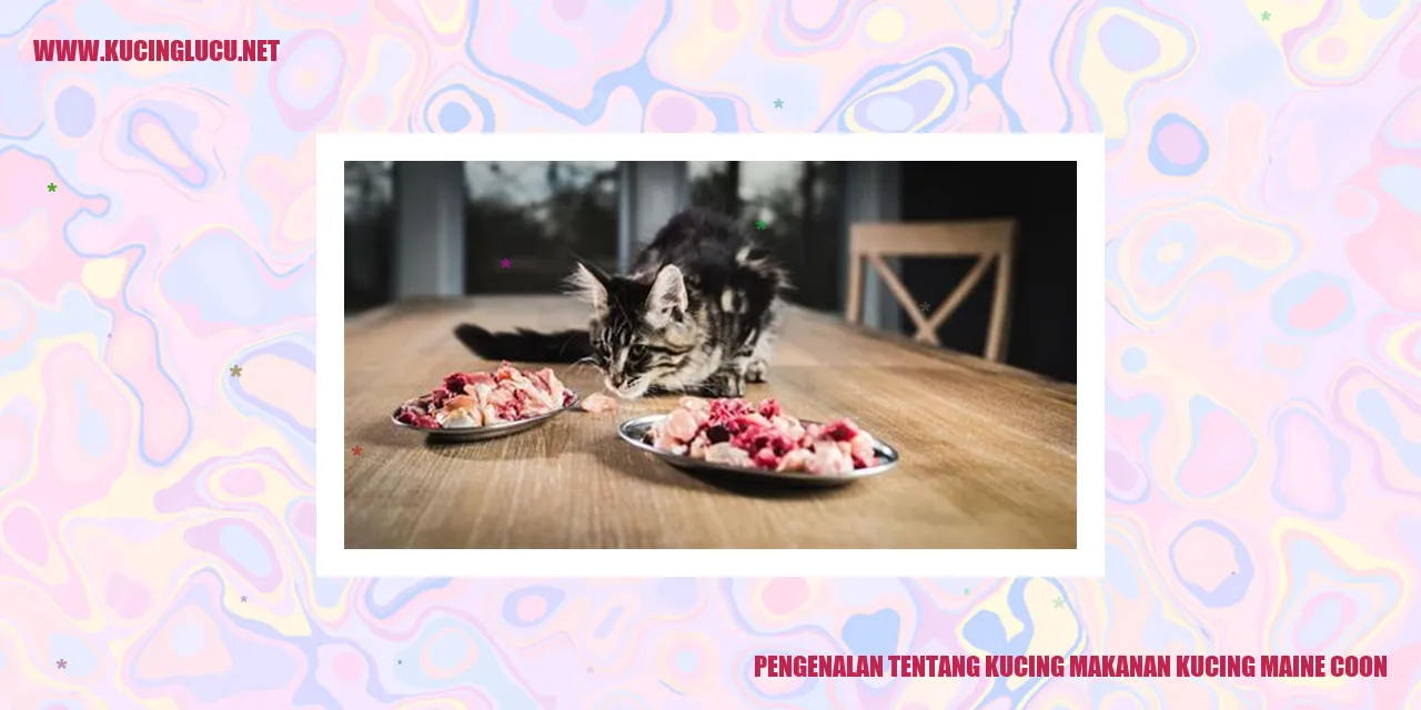 Gambar Kucing Maine Coon