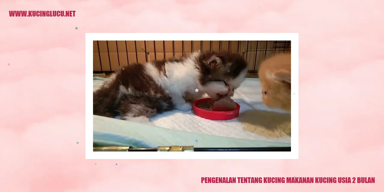 Gambar Makanan Kucing Usia 2 Bulan