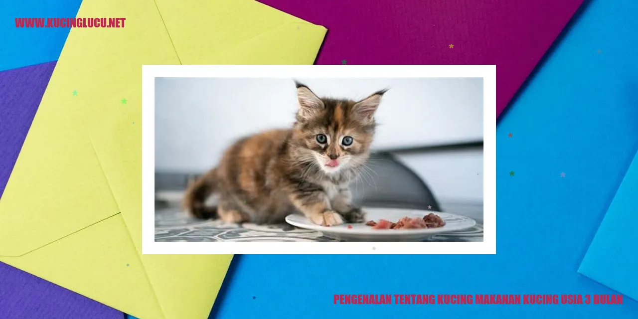 Kucing makanan kucing usia 3 bulan