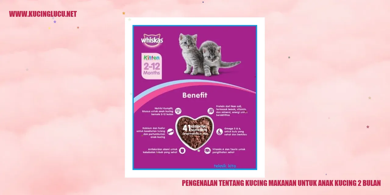 Anak Kucing 2 Bulan