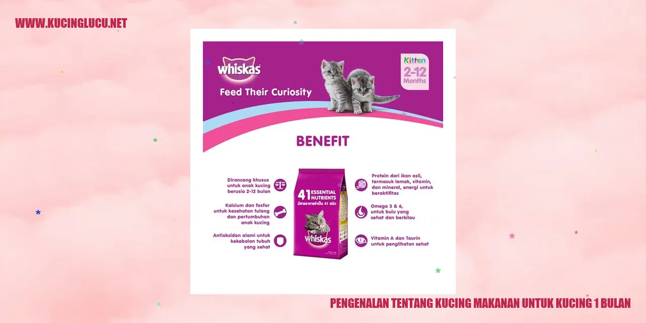 Gambar kucing makanan