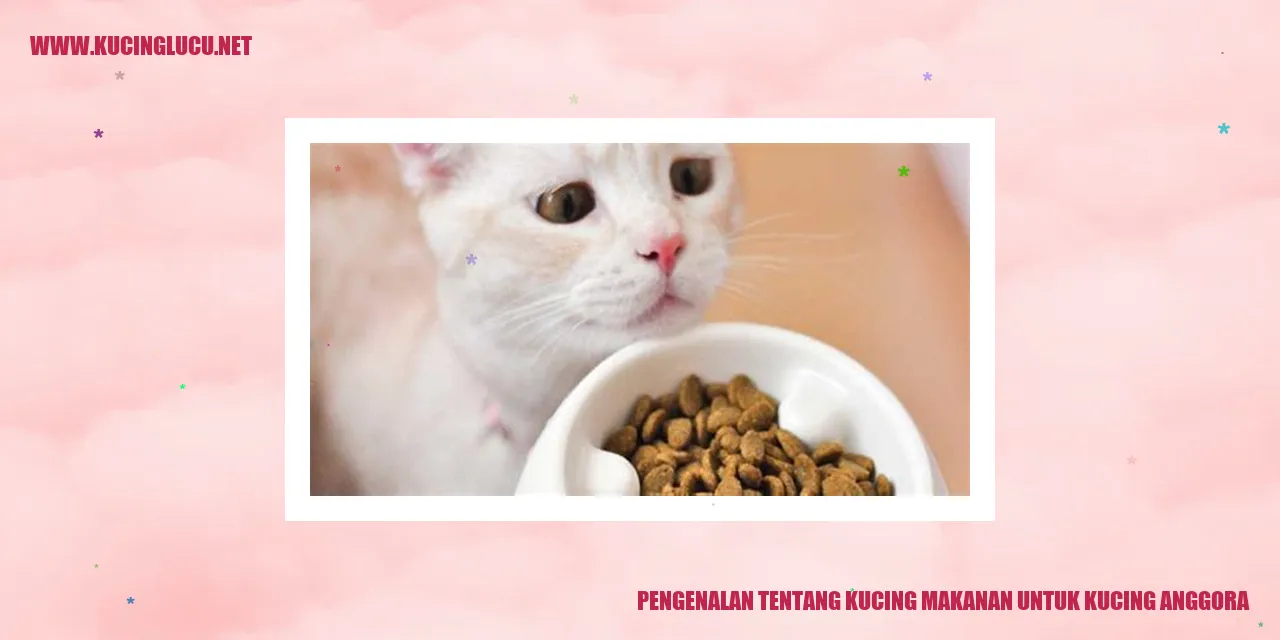 gambar kucing anggora