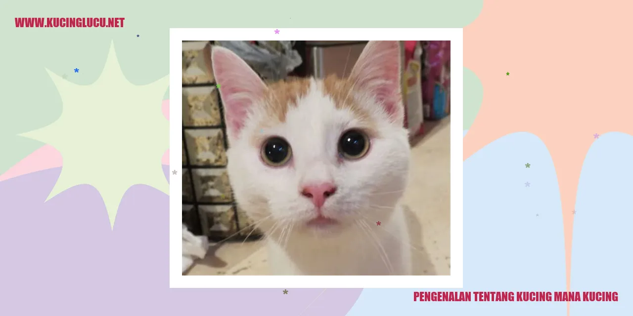 Foto kucing lucu