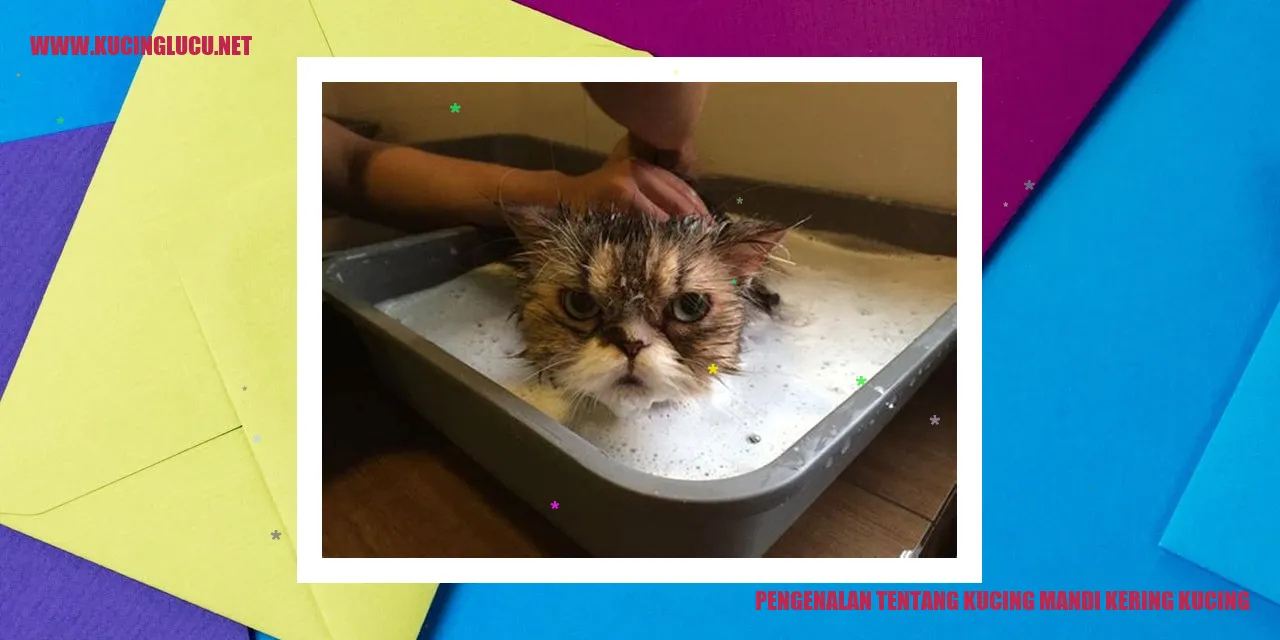 Kucing mandi kering