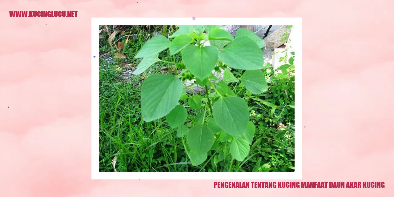 Kucing dan Daun Akar Kucing