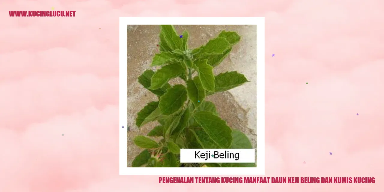 Gambar Kucing