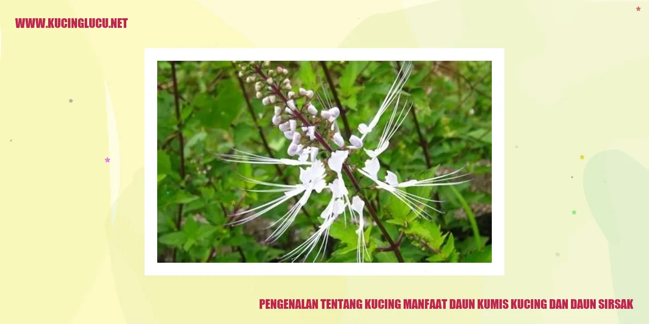 Kucing dan Daun Kumis Kucing dan Daun Sirsak
