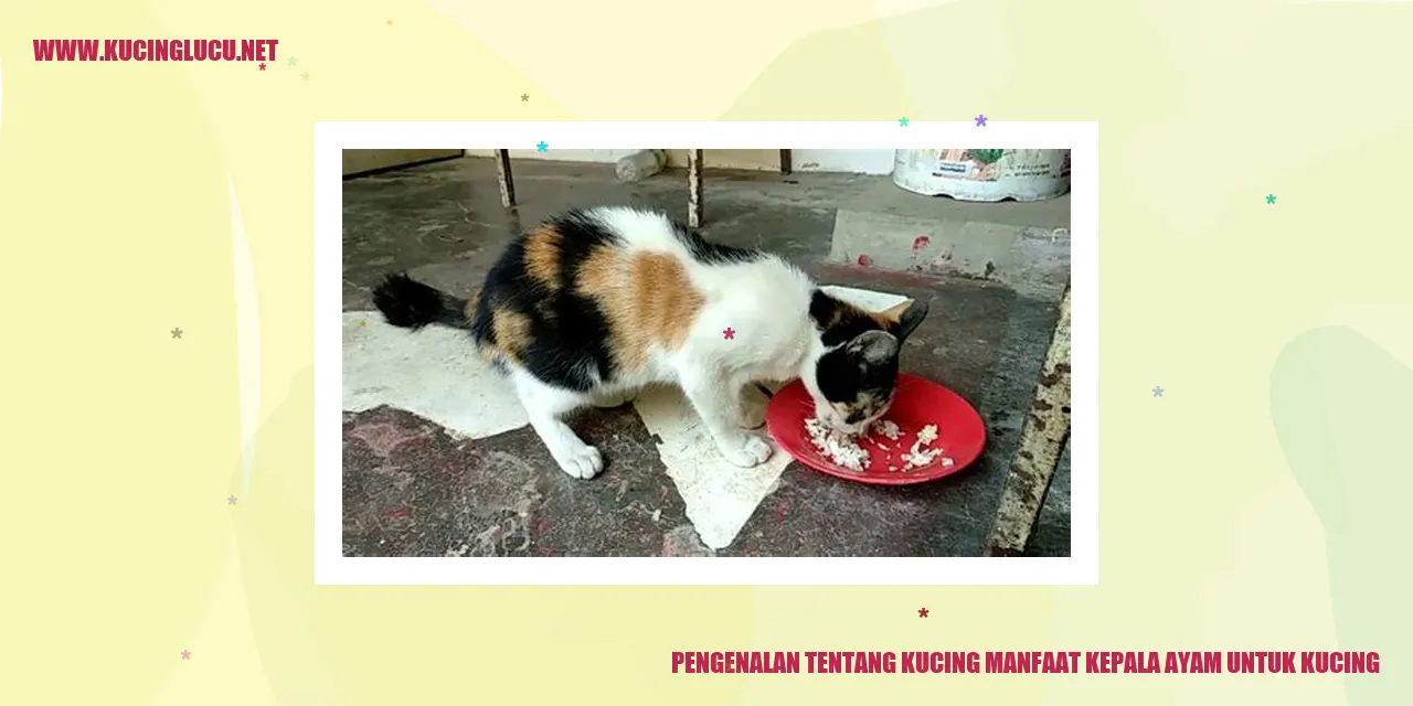 Kucing yang menikmati kepala ayam