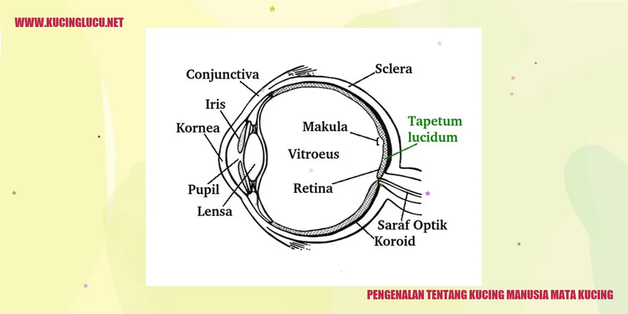 Gambar Kucing manusia mata kucing