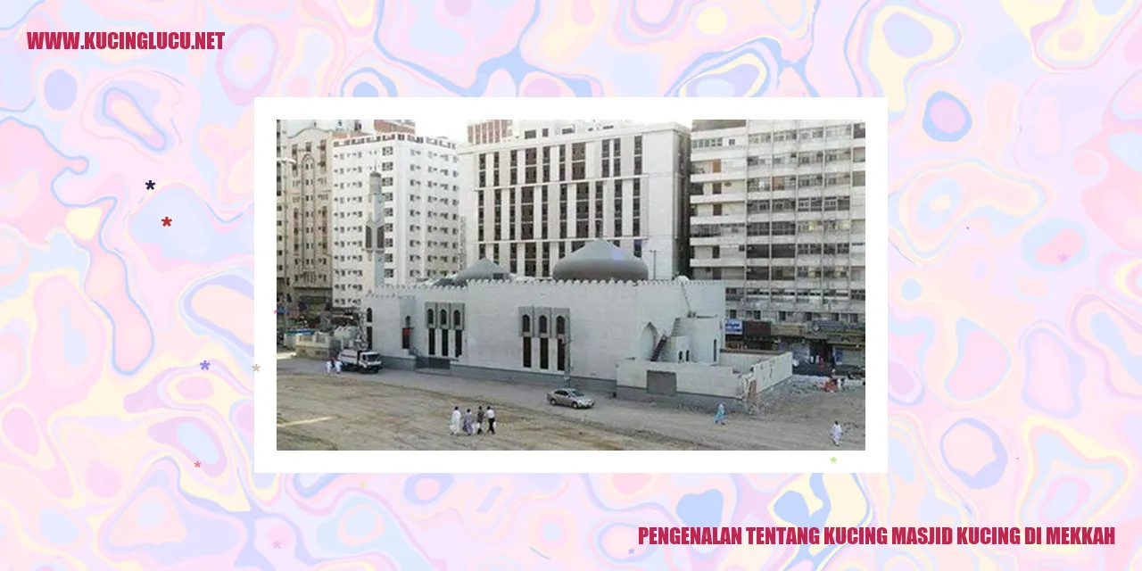 Kucing di Masjid Kucing di Mekkah