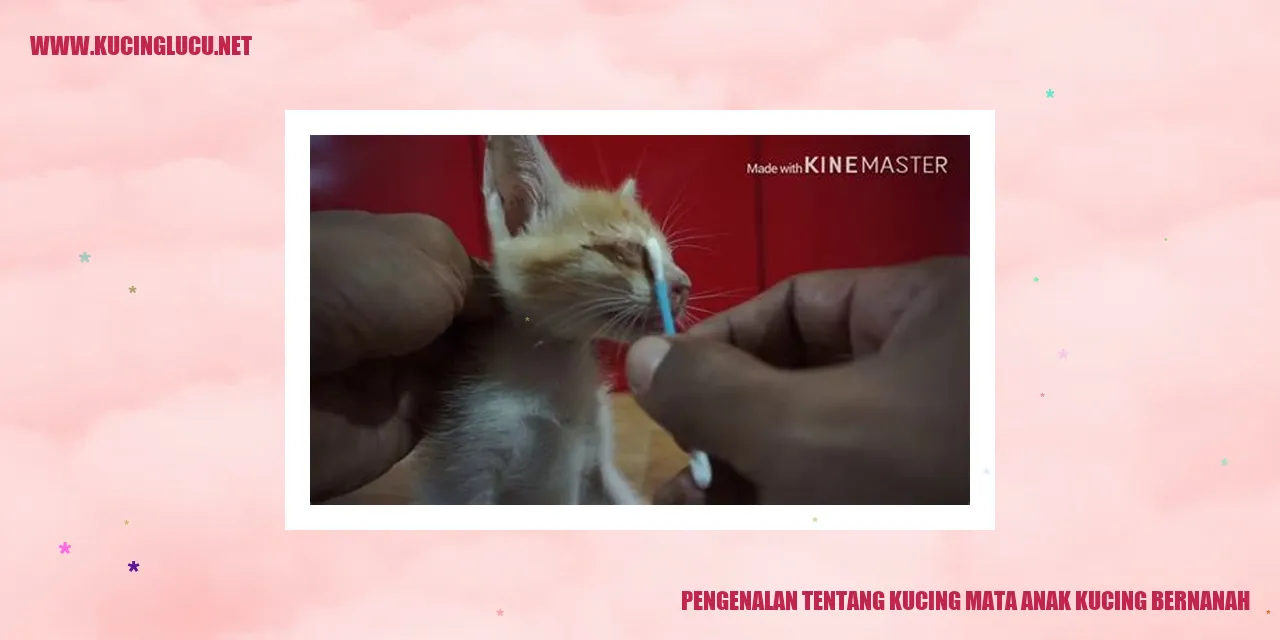Kucing mata anak kucing bernanah