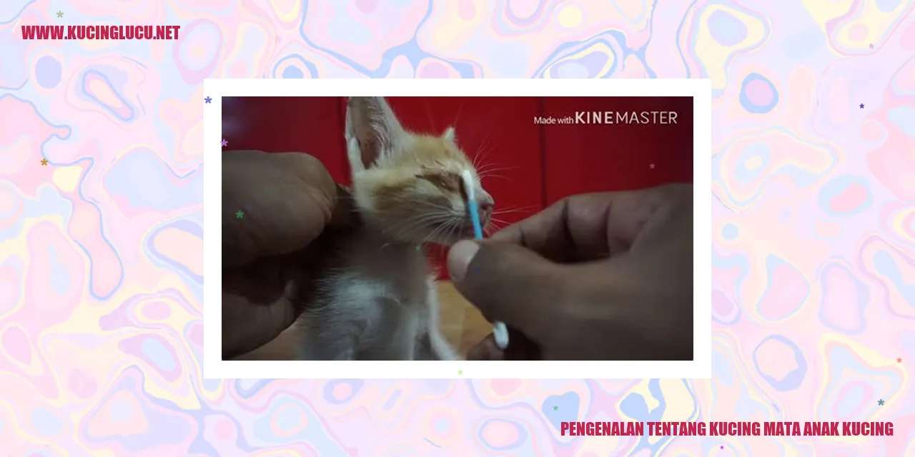 Gambar kucing mata anak kucing
