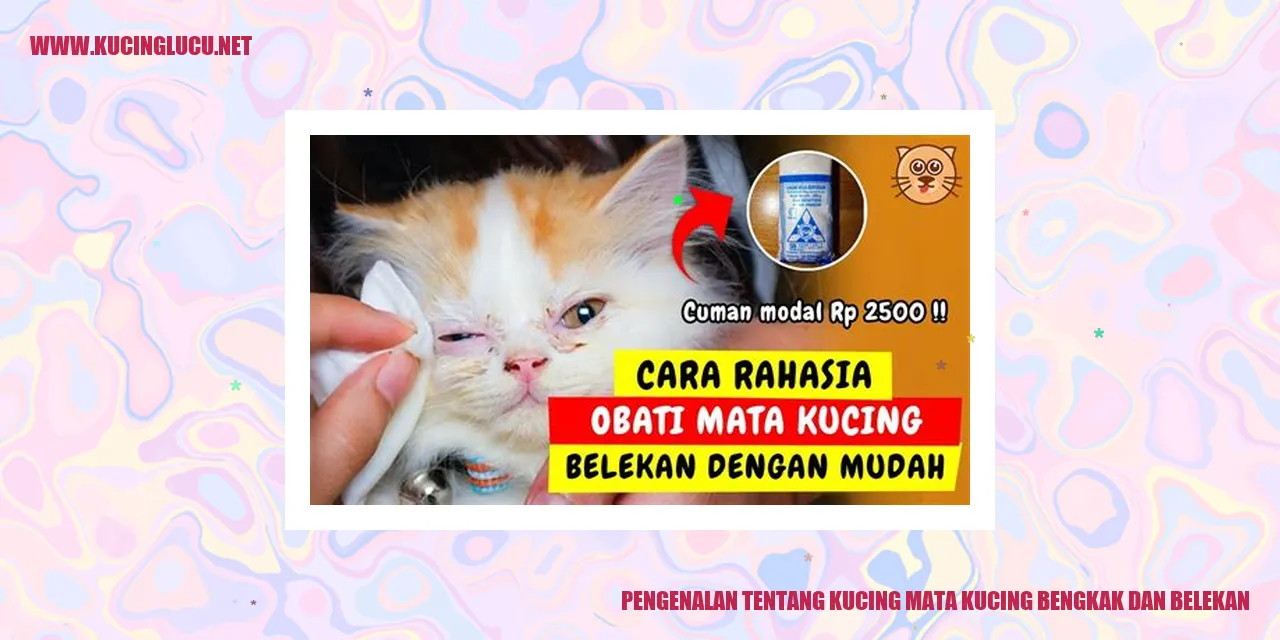 Gambar Kucing Mata Bengkak dan Belekan