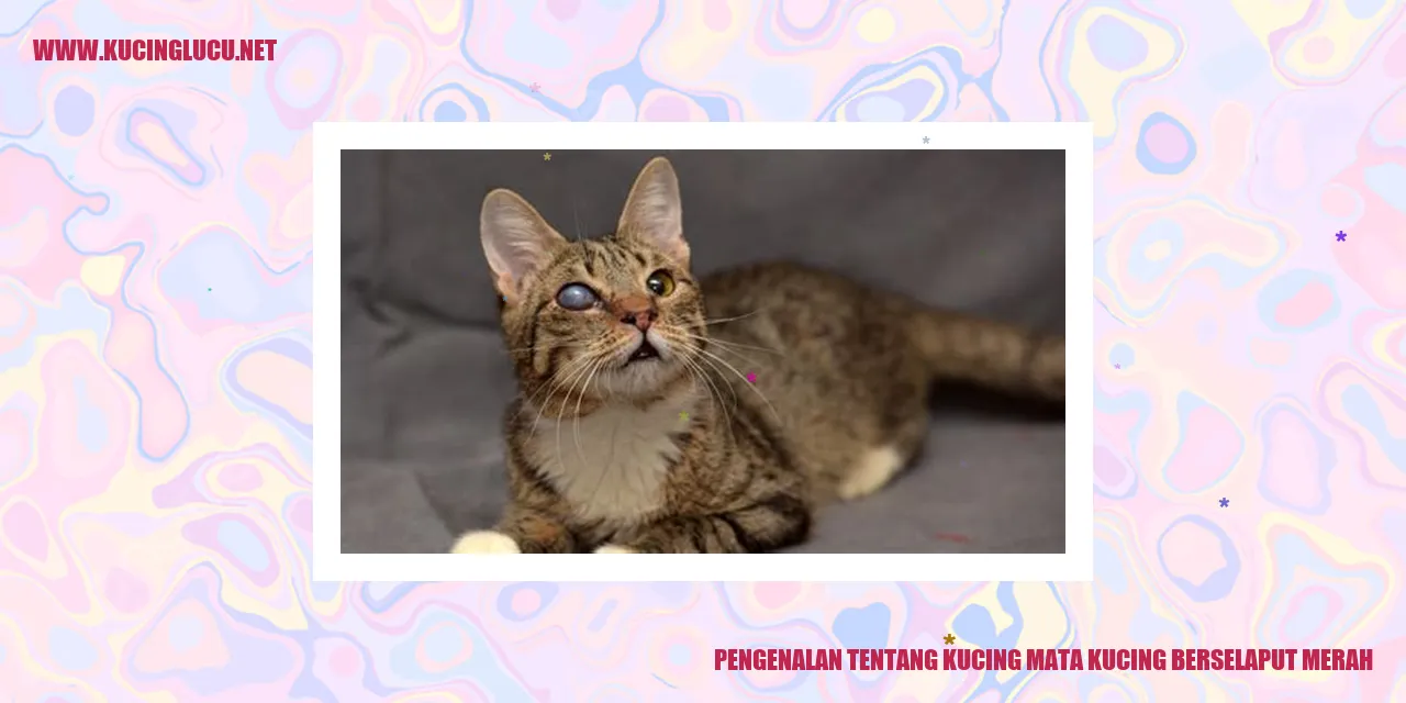 Kucing mata kucing berselaput merah