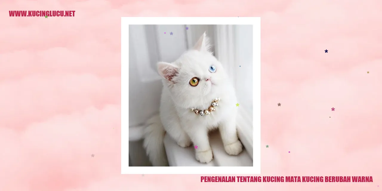 Kucing Mata Kucing Berubah Warna