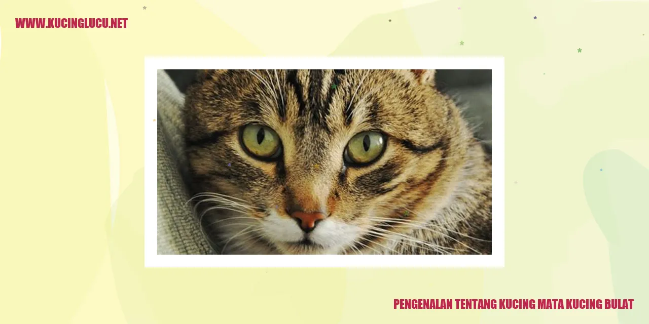 Kucing Mata Kucing Bulat