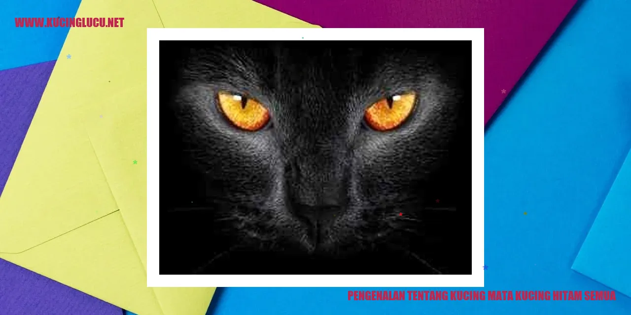 Gambar Kucing Mata Kucing Hitam
