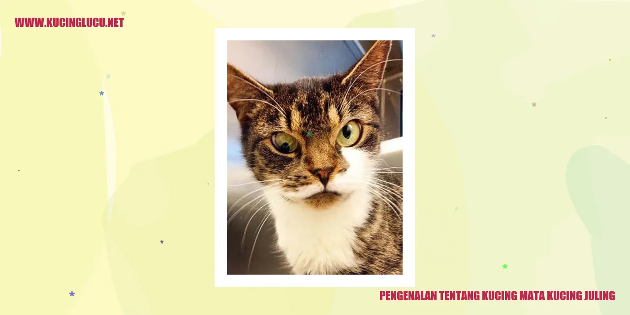 Gambar Kucing Mata Kucing Juling