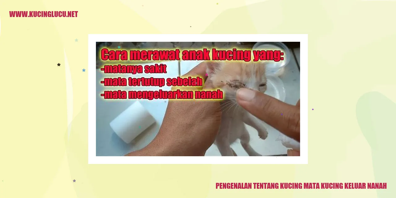 Gambar Kucing dengan mata berkotoran