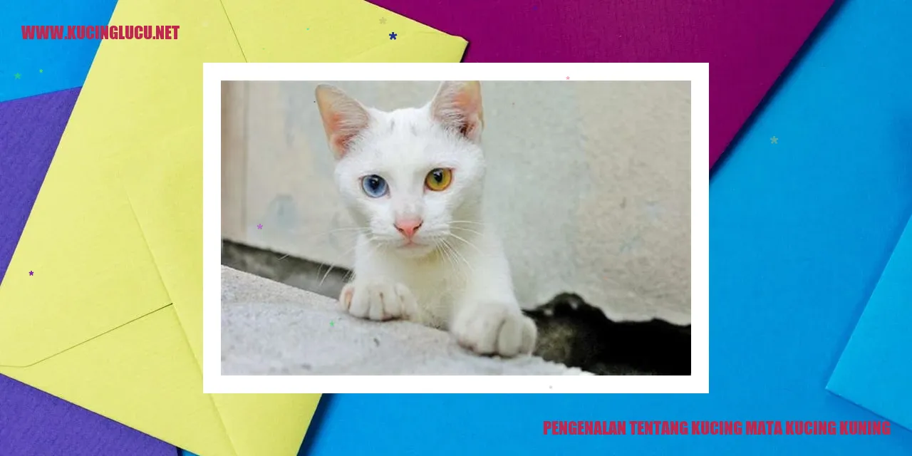 Kucing mata kucing kuning