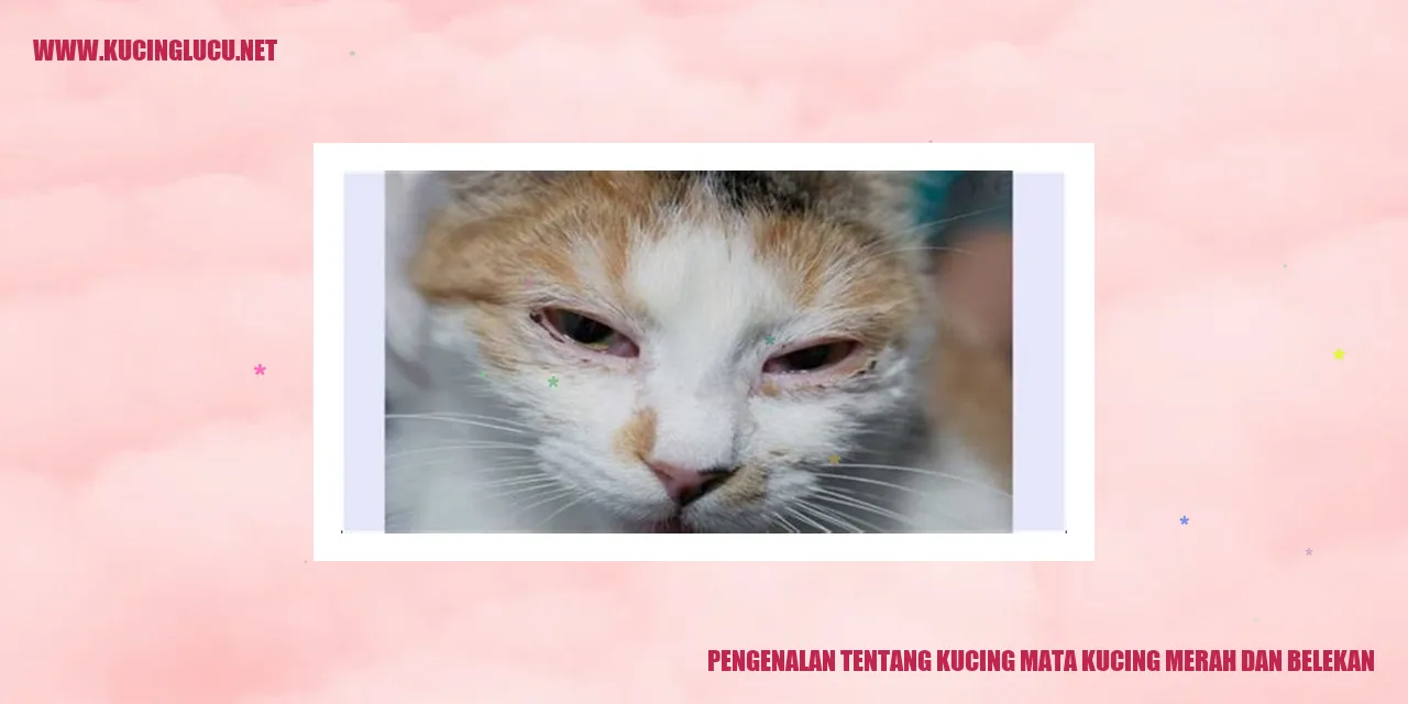 Gambar kucing mata kucing merah dan belekan