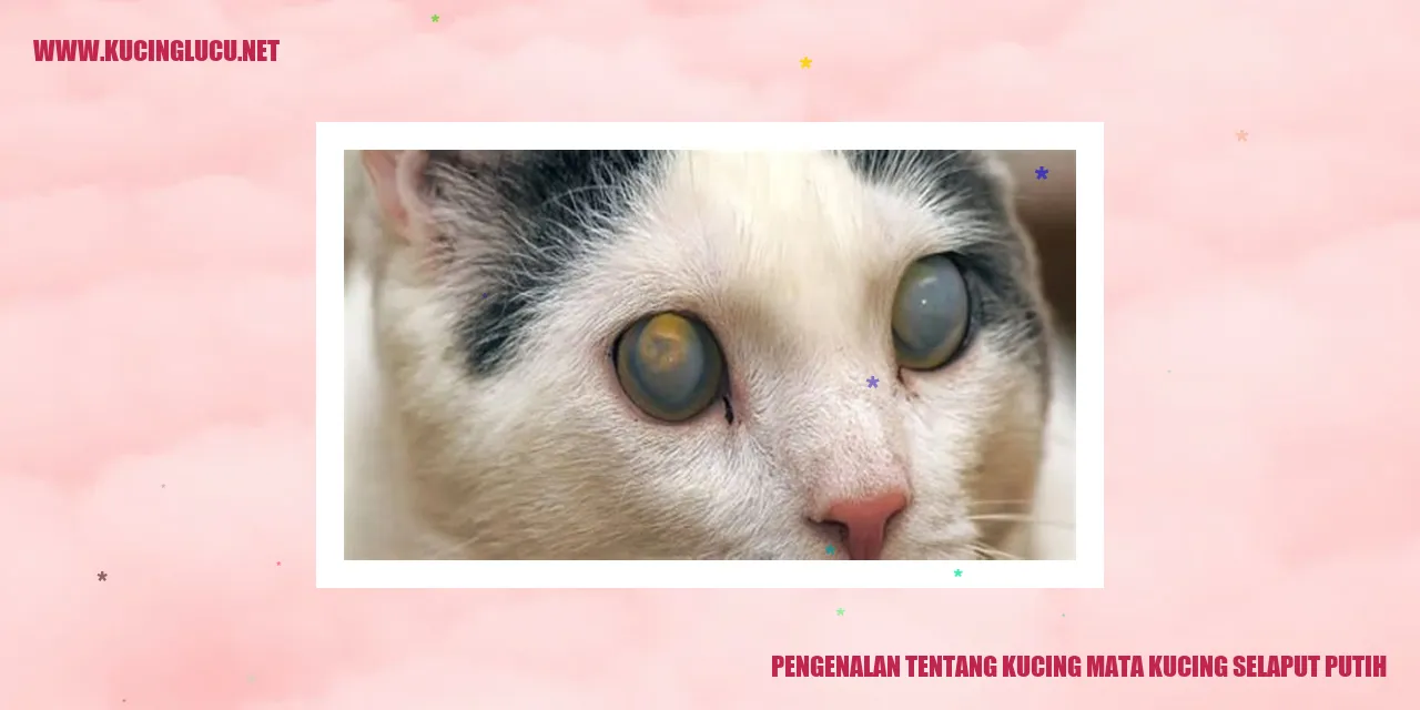 Kucing Mata Kucing Selaput Putih