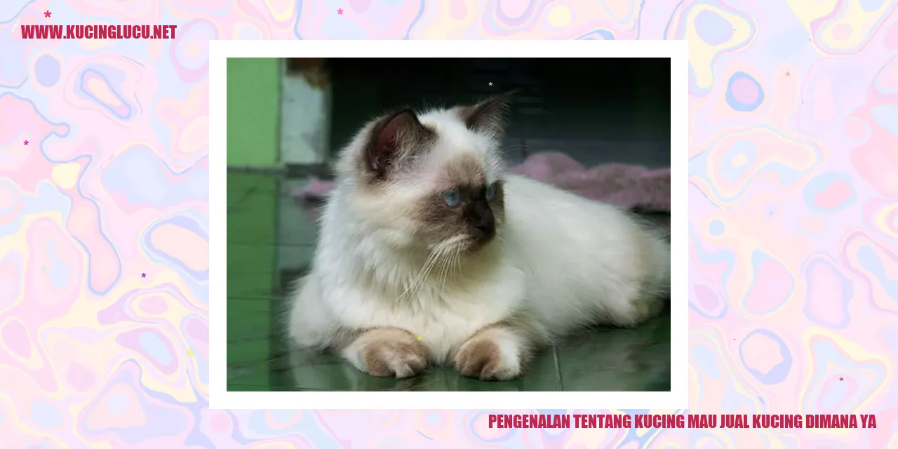 Gambar Kucing