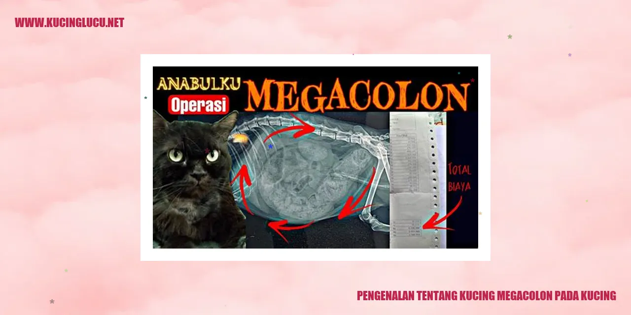 Kucing Megacolon