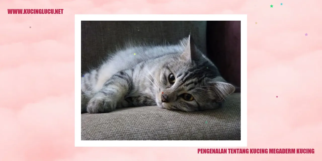 Gambar Kucing Megaderm