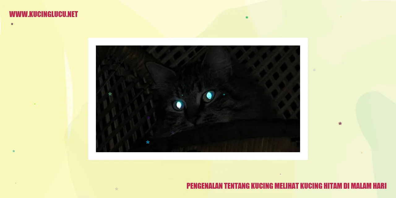 gambar kucing hitam di malam hari