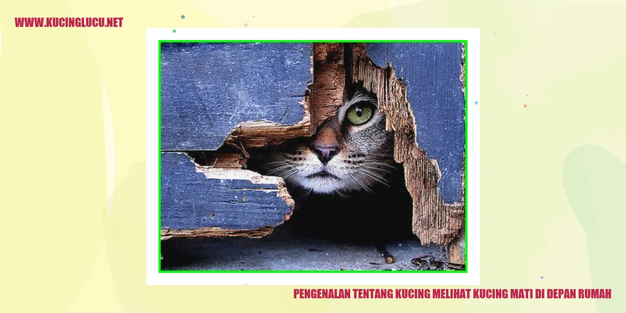 gambar kucing