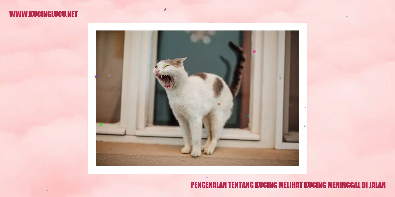 Kucing melihat kucing meninggal di jalan