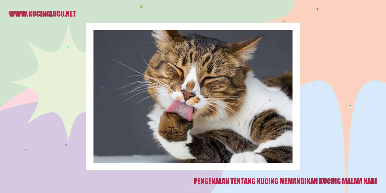 Kucing memandikan kucing malam hari