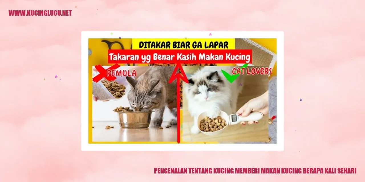 Kucing sedang makan