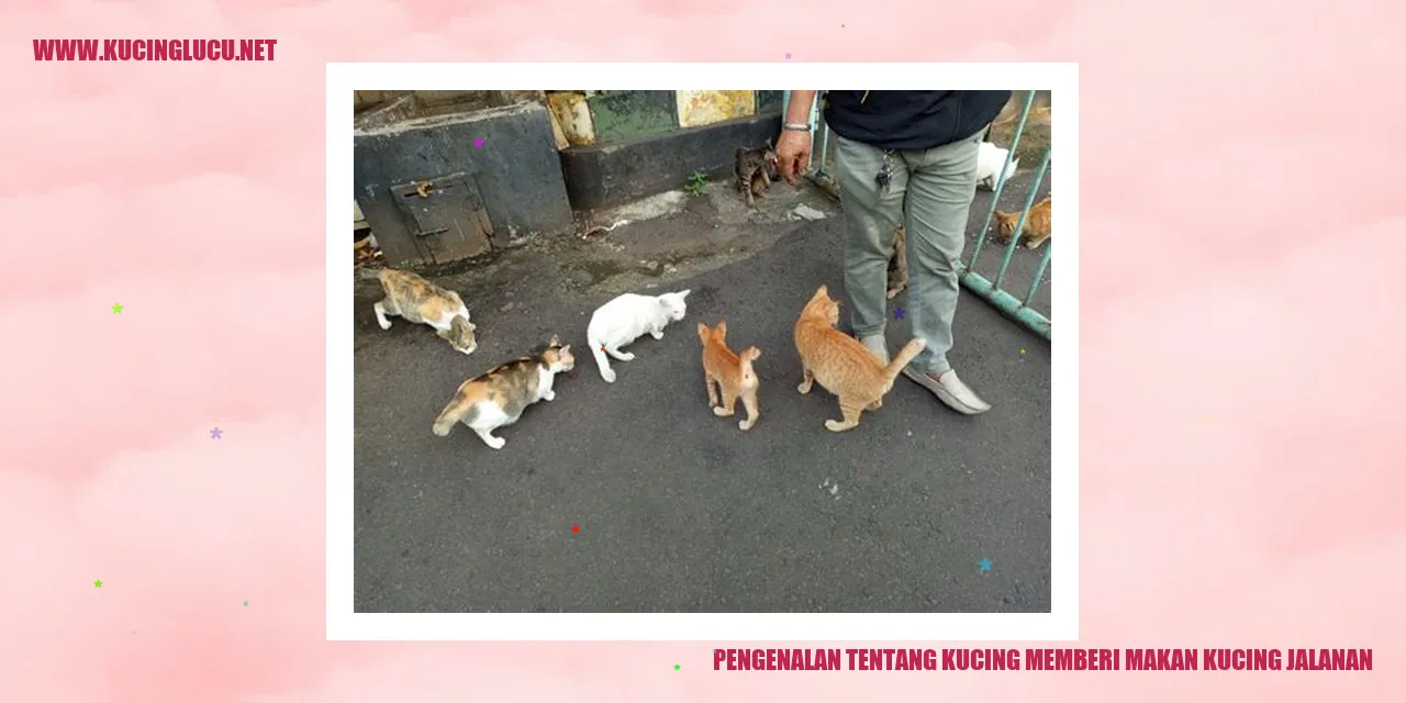 Kucing Jalanan