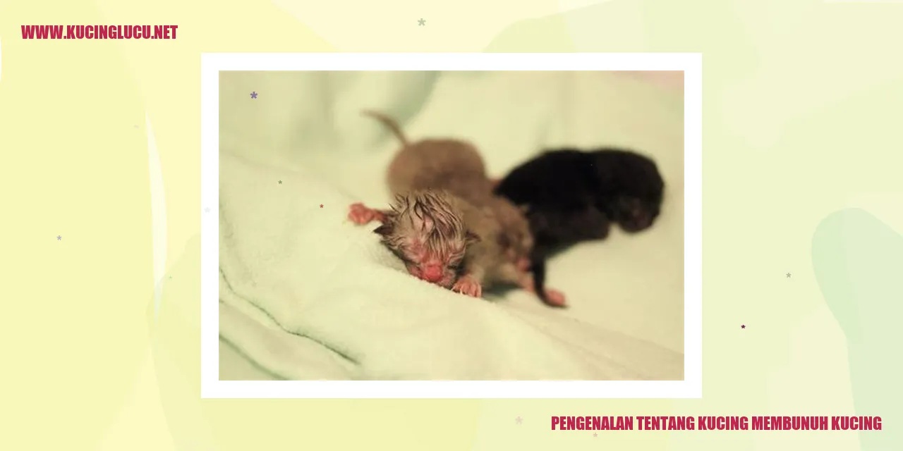 Kucing Mengadu Domba Kucing Lain