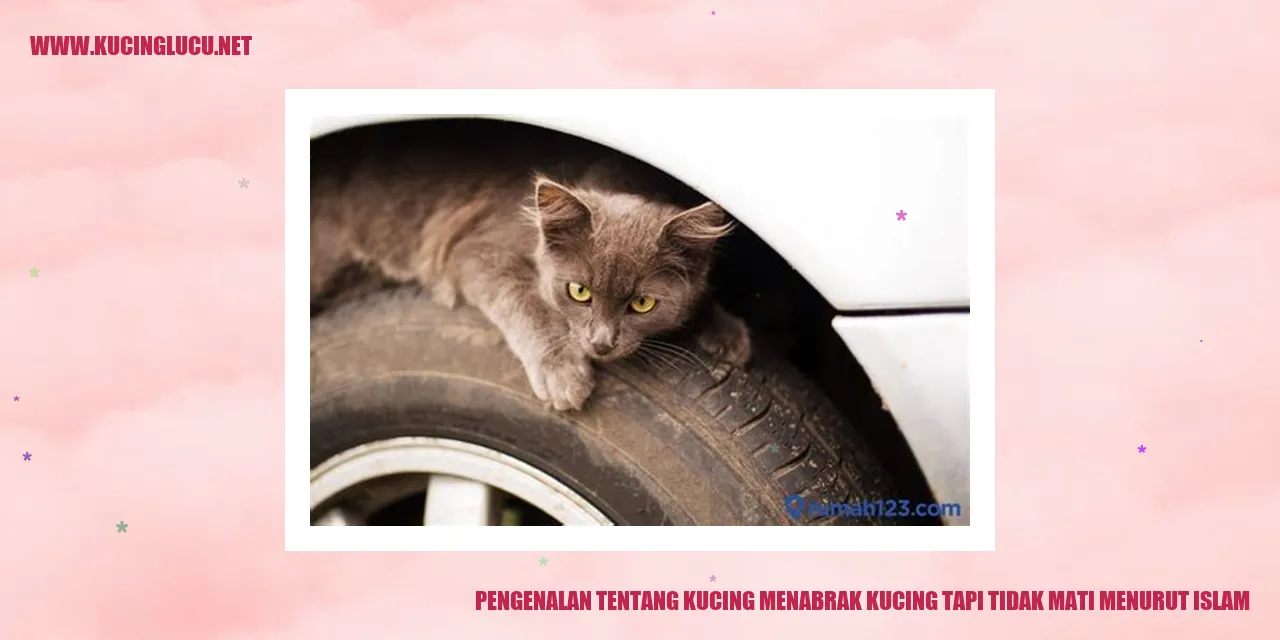 Kucing Bertabrakan
